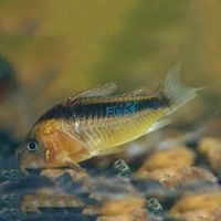 Rabauti Corydoras 3.5cm