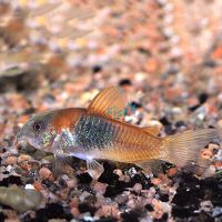 Orange Venezuela Corydoras 3cm