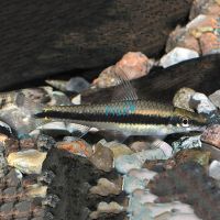 Siamese Flying Fox - Algae Eater 5cm
