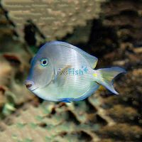 Striatus Tang - Medium
