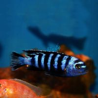 Demasoni 4cm