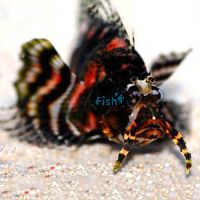 Twospot Lionfish - Medium
