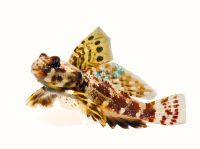 Scooter Dragonet - Medium