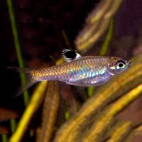 Emerald Eye Rasbora 3cm