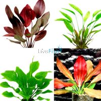 5x Assorted Echinodorus Swords - Emerse