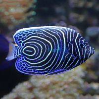 Emperor Angelfish - Medium 