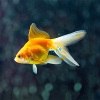10x Assorted Fantail Goldfish