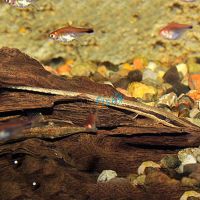 Farlowella Catfish 5cm