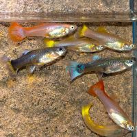 20x Assorted Female Guppy
