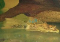 L/F Marble Bristlenose Catfish 3cm