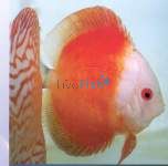 Red Melon Discus 5cm