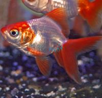 Red & White Ryukin 9cm