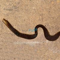 Freshwater Tiger Moray Eel 20cm