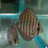 Galaxy Turquoise Discus - IP Discus 5cm