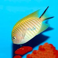 Female Black Spot Angelfish - Medium