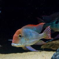 Geophagus Alto Sinu Tapajos 5cm