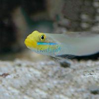 Gold Head Sleeper Goby MED