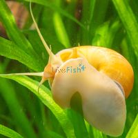 Gold Mystery Snail LGE
