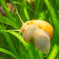 10x Gold Mystery Snail