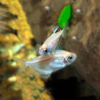 Golden Flame Tetra 3cm