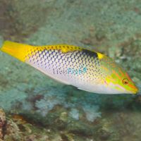 Checkerboard Wrasse - Medium Adult