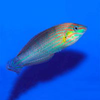 Orange Tipped Rainbow Wrasse - Medium