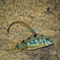 Longfin Peppered Corydoras 3.5cm