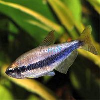 Blue Emperor Tetra 3cm