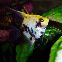 Koi Angelfish 4.5cm