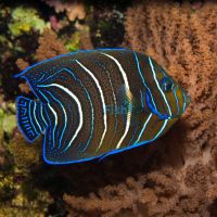 Koran Angelfish - Medium Juvenile
