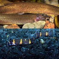 Loach Package