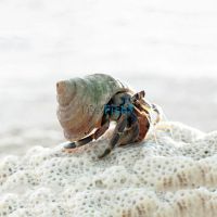Land Hermit Crab MED