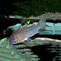 Julii Corydoras 3.5cm - Leopard
