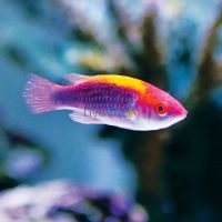 Lubbocks Fairy Wrasse 