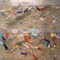 20x Male and Female Guppy Mix