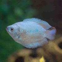 Male Coral Blue Dwarf Gourami 5cm