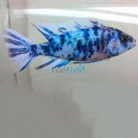 Marbled Peacock 5cm