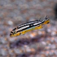 Auratus 3.5cm