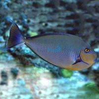 Vlamings Unicorn Tang - Med
