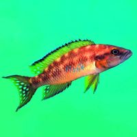 Neolamprologus Buescheri 4cm