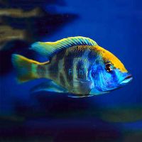 Venustus 10cm 