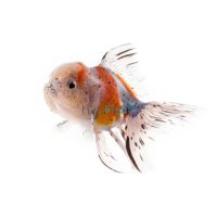 Calico Oranda 7cm
