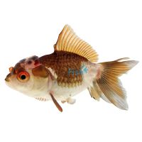 Multi Colour Oranda 9cm