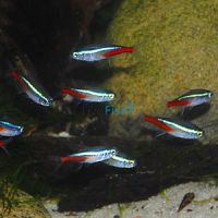 10x Neon Tetra 2cm