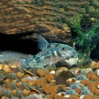 Peppered Cory 4.5cm