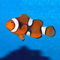 Percula Onyx Clownfish MED
