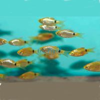 30x Rosy Barb 2cm