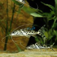 Pictus Catfish 5cm