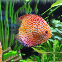 Pigeon Checkerboard Discus 5cm