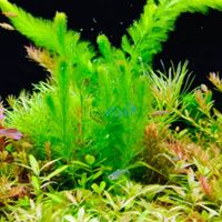 5x Assorted Aquatic Bunches
